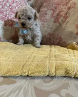Sammy, a male Maltipoo for sale in New Concord, OH – 2 of 8