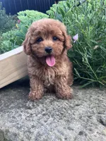 Rosemary, a female Poodle - Toy  for sale in New Concord, OH – 5 of 10