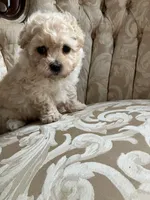 Sammy, a male Maltipoo for sale in New Concord, OH – 2 of 10