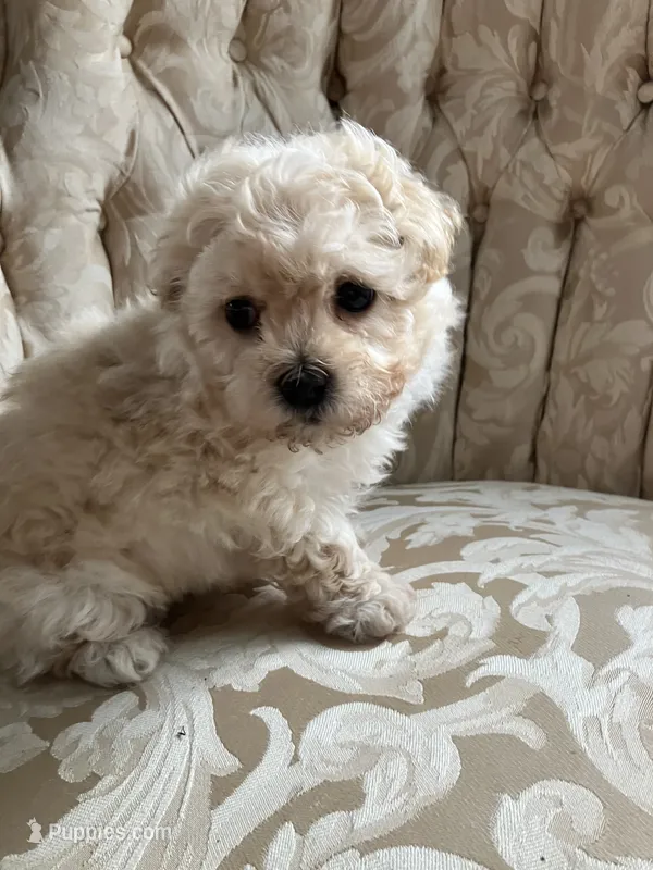 Sammy – Maltipoo puppy for sale in New Concord, OH