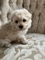 Sammy, a male Maltipoo for sale in New Concord, OH – 1 of 10