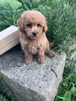 Ryder, a male Poodle - Toy  for sale in New Concord, OH – 6 of 10