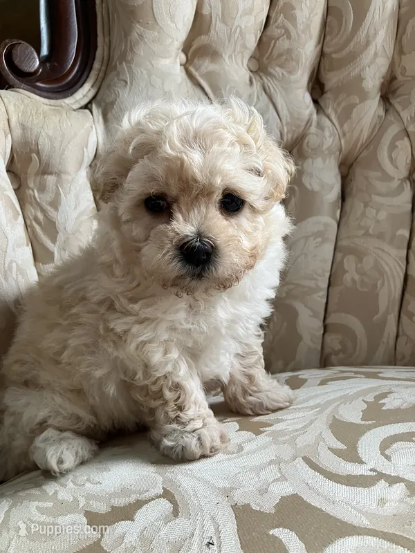Sammy – Maltipoo puppy for sale in New Concord, OH