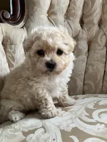 Sammy, a male Maltipoo for sale in New Concord, OH – 5 of 10