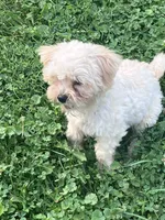 Rosie, a female Maltipoo for sale in New Concord, OH – 7 of 9