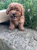 Rosemary, a female Poodle - Toy  for sale in New Concord, OH – 8 of 10