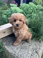 Ryder, a male Poodle - Toy  for sale in New Concord, OH – 4 of 10