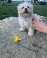 Rosie, a female Maltipoo for sale in New Concord, OH – Photo 2 of 9