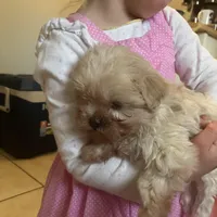 Rosie, a female Maltipoo for sale in New Concord, OH – Photo 4 of 6