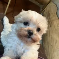 Rosie, a female Maltipoo for sale in New Concord, OH – Photo 2 of 6