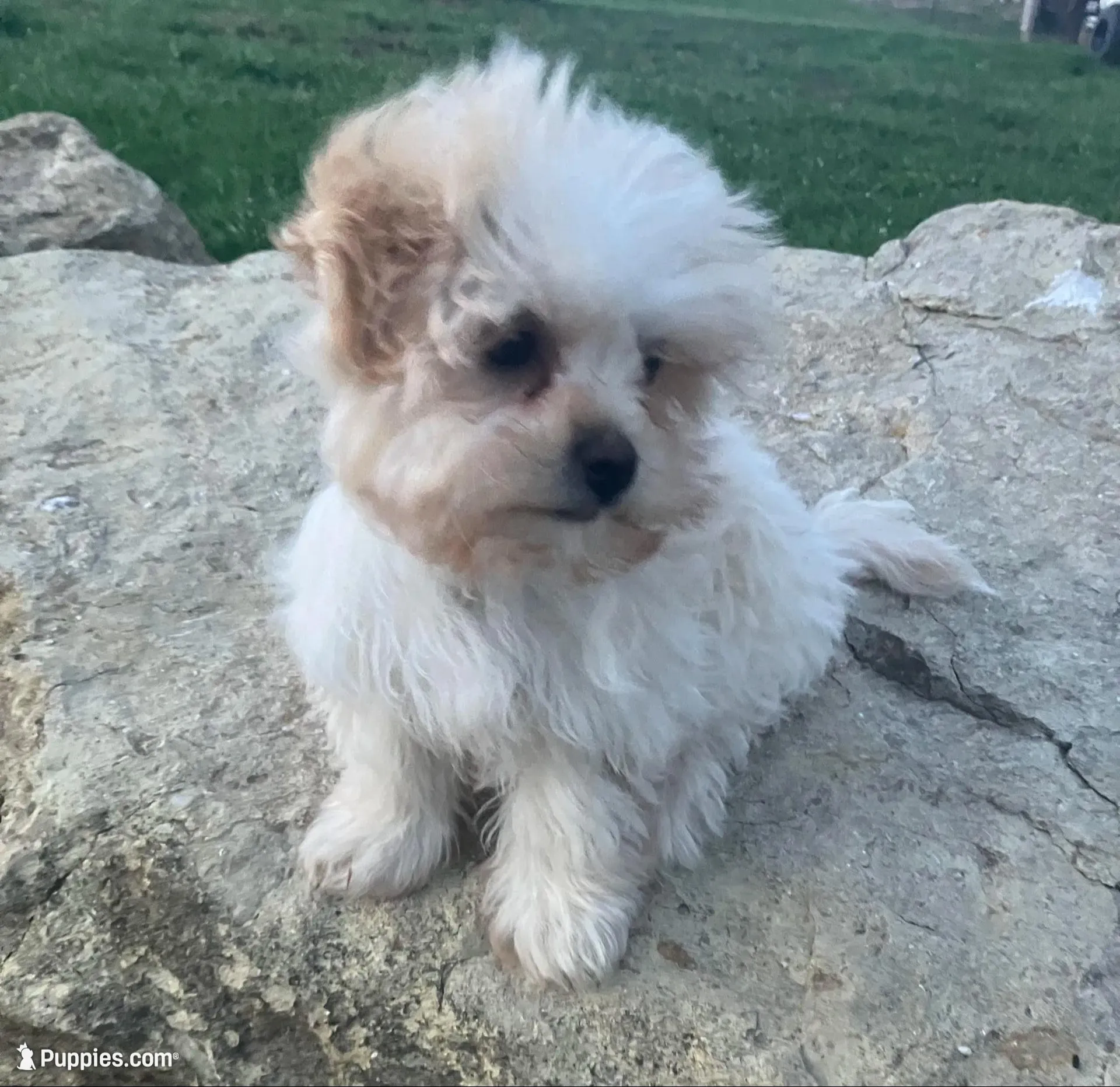 Rosie – Maltipoo puppy for sale in New Concord, OH