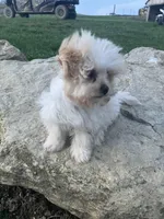 Rosie, a female Maltipoo for sale in New Concord, OH – Photo 8 of 9
