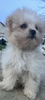 Rosie, a female Maltipoo for sale in New Concord, OH – Photo 3 of 9