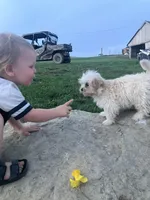 Rosie, a female Maltipoo for sale in New Concord, OH – Photo 4 of 9