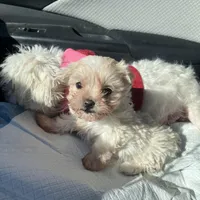Rosie, a female Maltipoo for sale in New Concord, OH – Photo 3 of 6