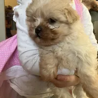 Rosie, a female Maltipoo for sale in New Concord, OH – Photo 5 of 6