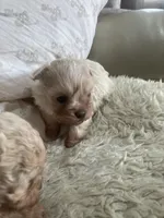 processed/28858911-dedb-4204-9523-af3065872023/listing/bea2c41d-7d8d-4bac-9083-74d48c5fab30/89cb45eb-2306-4663-8dfe-66ce3a520bb8