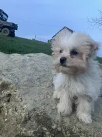 Rosie, a female Maltipoo for sale in New Concord, OH – Photo 6 of 9