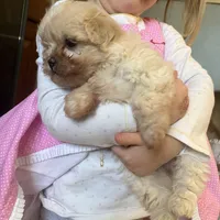 Rosie, a female Maltipoo for sale in New Concord, OH – Photo 6 of 6