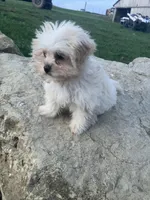 Rosie, a female Maltipoo for sale in New Concord, OH – Photo 7 of 9