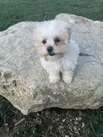Rosie, a female Maltipoo for sale in New Concord, OH – Photo 9 of 9