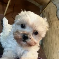Rosie, a female Maltipoo for sale in New Concord, OH – Photo 1 of 6