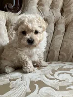 Sammy, a male Maltipoo for sale in New Concord, OH – 10 of 10