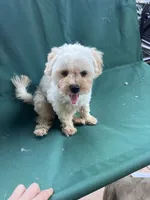 Rosie, a female Maltipoo for sale in New Concord, OH – 9 of 9