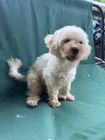 Rosie, a female Maltipoo for sale in New Concord, OH – 6 of 9