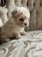 Sammy, a male Maltipoo for sale in New Concord, OH – 8 of 10