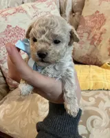 Sammy, a male Maltipoo for sale in New Concord, OH – 4 of 8