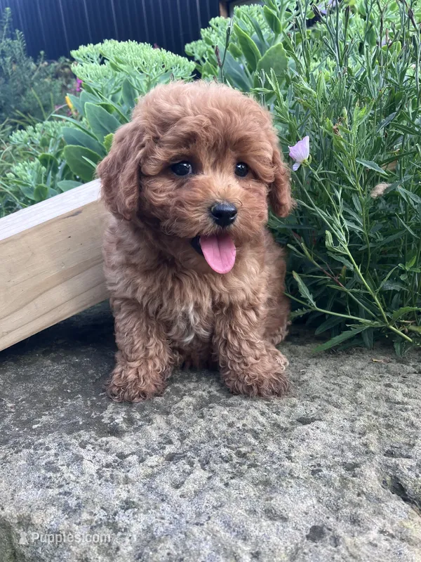 Rosemary – Poodle - Toy  puppy for sale in New Concord, OH