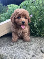 Rosemary, a female Poodle - Toy  for sale in New Concord, OH – 1 of 10