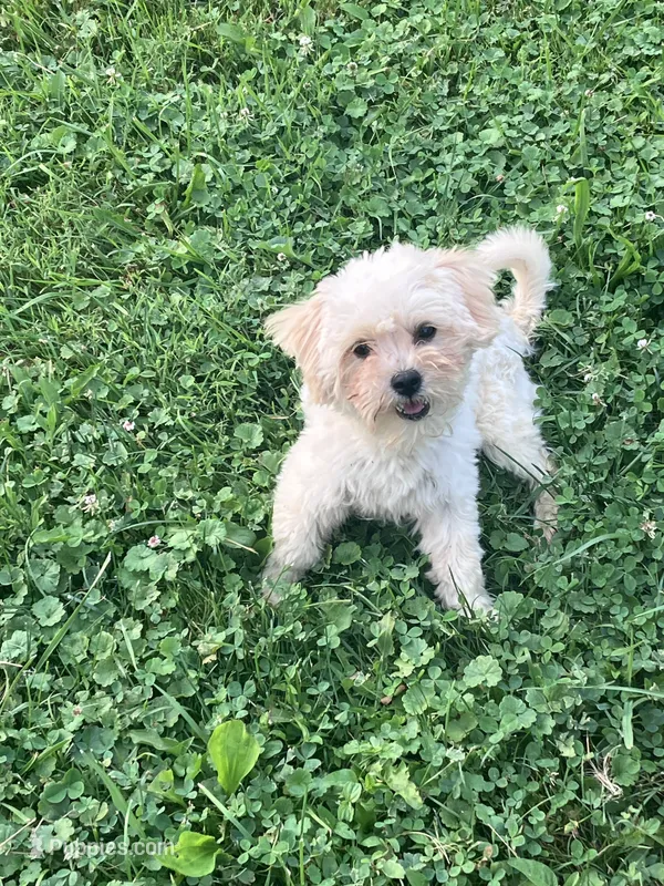 Rosie – Maltipoo puppy for sale in New Concord, OH