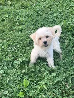 Rosie, a female Maltipoo for sale in New Concord, OH – 1 of 9