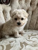 Sammy, a male Maltipoo for sale in New Concord, OH – 4 of 10