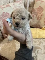 Sammy, a male Maltipoo for sale in New Concord, OH – 8 of 8
