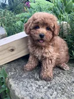 Rosemary, a female Poodle - Toy  for sale in New Concord, OH – 4 of 10