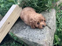 Rosemary, a female Poodle - Toy  for sale in New Concord, OH – 10 of 10