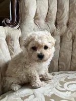Sammy, a male Maltipoo for sale in New Concord, OH – 7 of 10