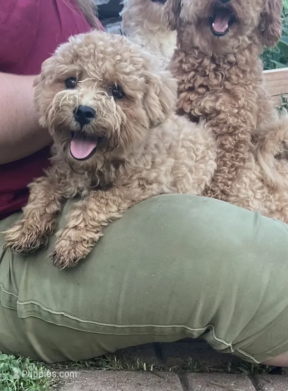 Reggie – Maltipoo puppy for sale in New Concord, OH