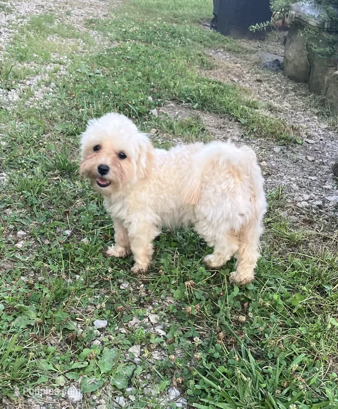 Rosie – Maltipoo puppy for sale in New Concord, OH