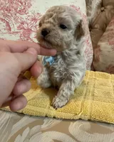 Sammy, a male Maltipoo for sale in New Concord, OH – 3 of 8