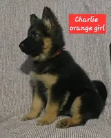 Charlie , a female German Shepherd Dog for sale in Columbus Grove, OH – Photo 6 of 6