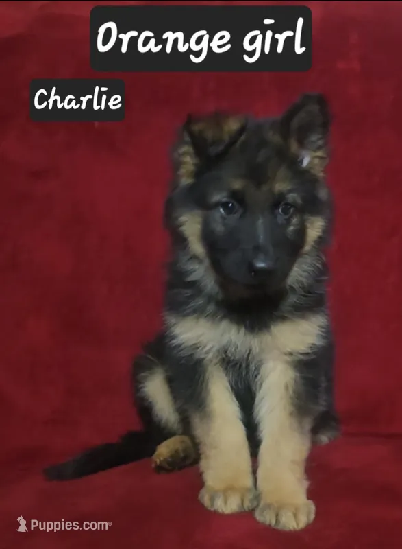 Charlie  – German Shepherd Dog puppy for sale in Columbus Grove, OH