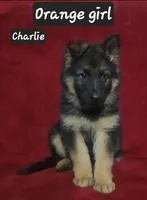 Charlie , a female German Shepherd Dog for sale in Columbus Grove, OH – Photo 1 of 6