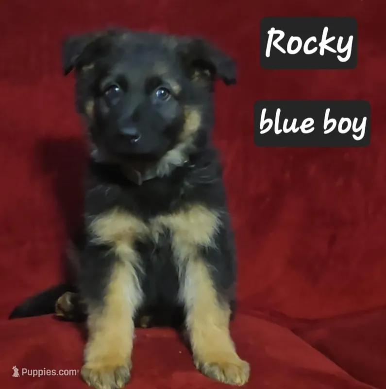 Rocky  – German Shepherd Dog puppy for sale in Columbus Grove, OH