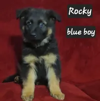 Rocky , a male German Shepherd Dog for sale in Columbus Grove, OH – Photo 1 of 5