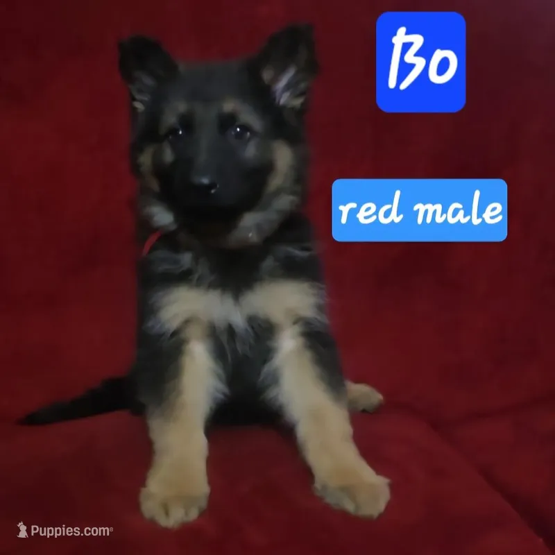 Bo – German Shepherd Dog puppy for sale in Columbus Grove, OH