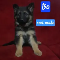 Bo, a male German Shepherd Dog for sale in Columbus Grove, OH – Photo 1 of 4
